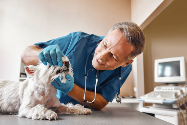 Best Emergency Tooth Extraction in Osburn, ID